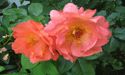 Pigmentst�rungen