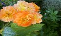 Selbstbr�uner